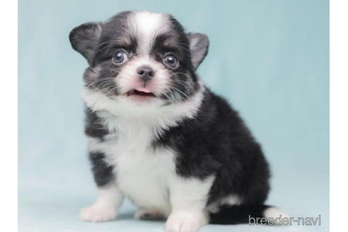 成約済の東京都のチワワ(ロングコート)-206186の4枚目